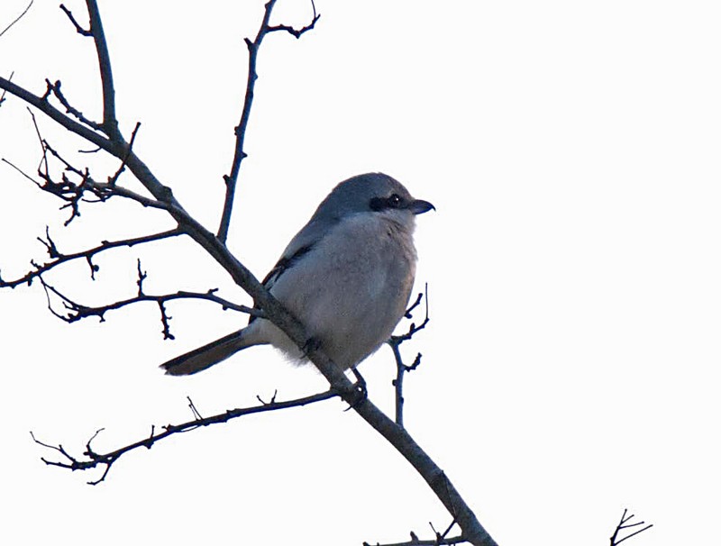 Great Grey Shrike