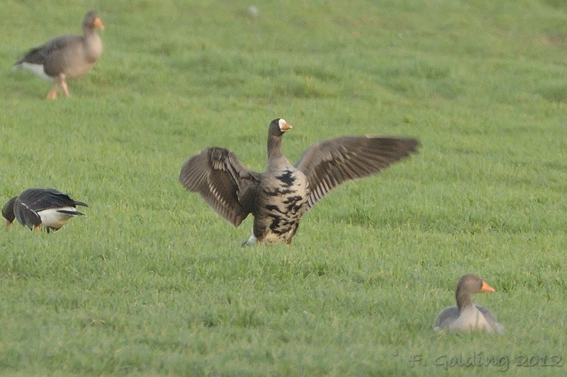 Greenland White-fronted Goose