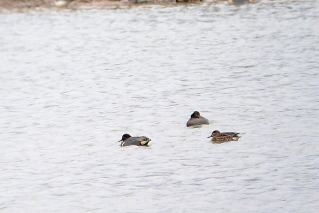 Green-winged Teal