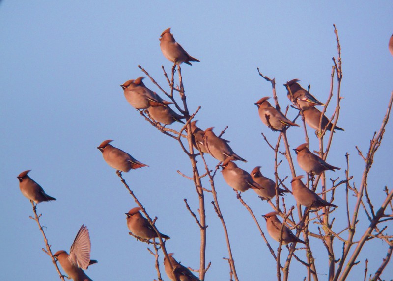 Waxwing