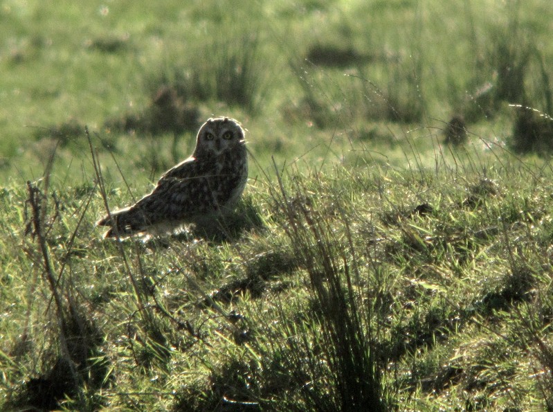 Short-eared Owl