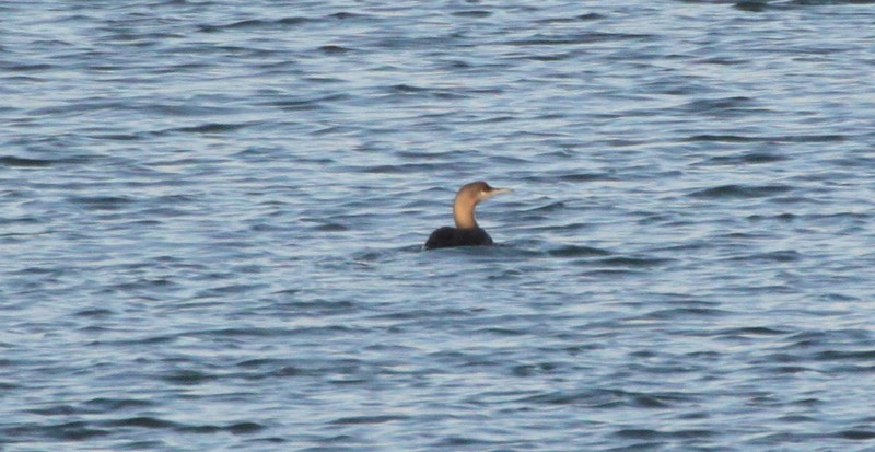 Black-throated Diver