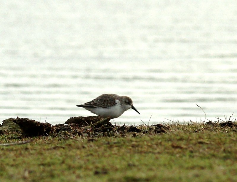 Western Sandpiper