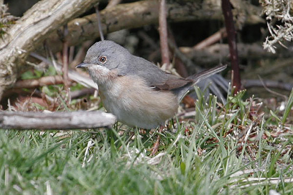 Western Subalpine Warbler