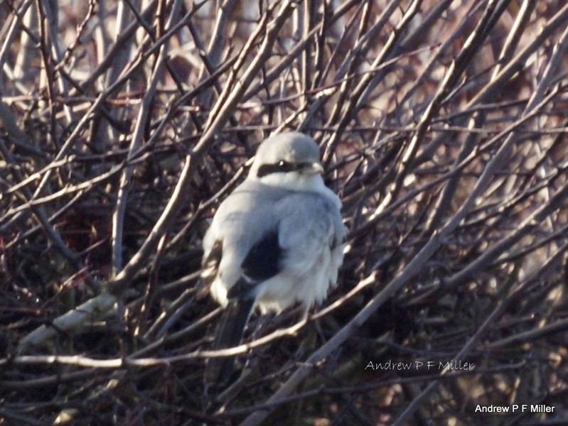 Great Grey Shrike