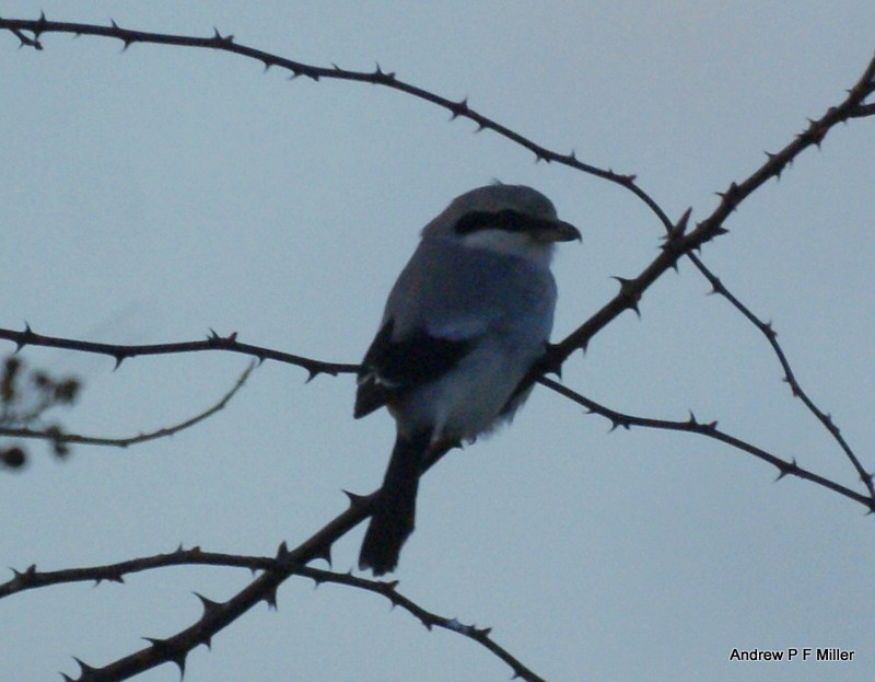 Great Grey Shrike