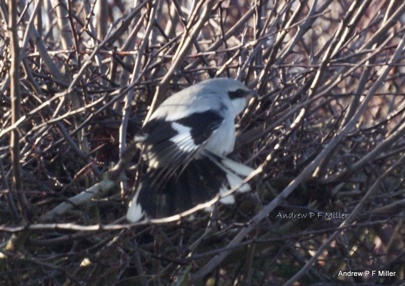 Great Grey Shrike