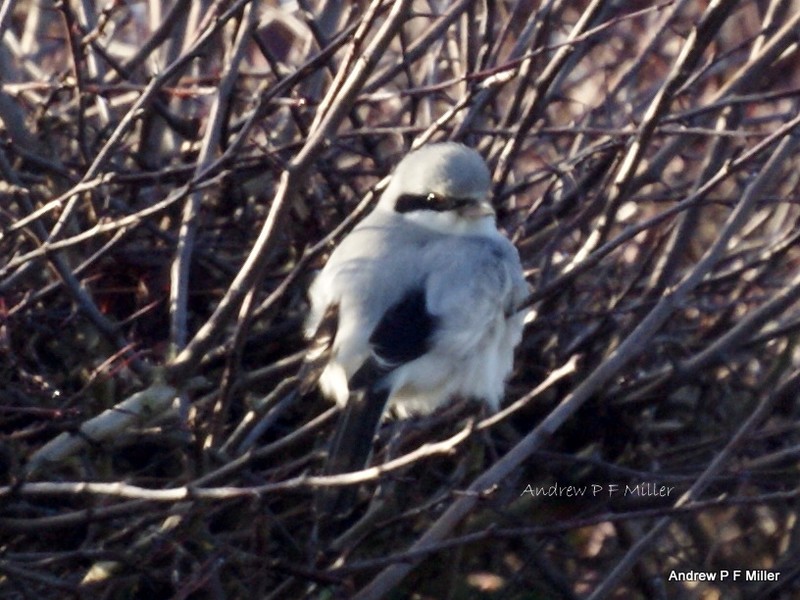 Great Grey Shrike