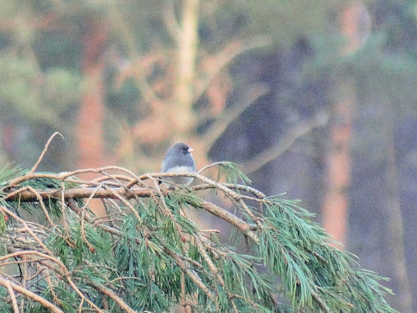 Dark-eyed Junco