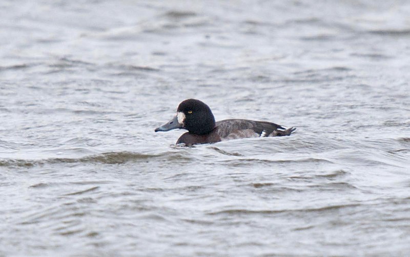 Scaup