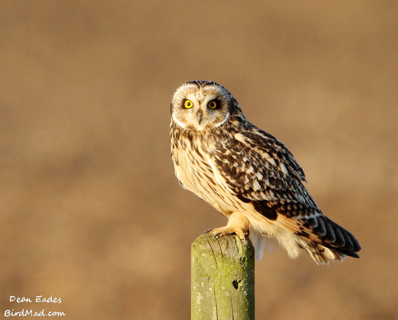 Short-eared Owl
