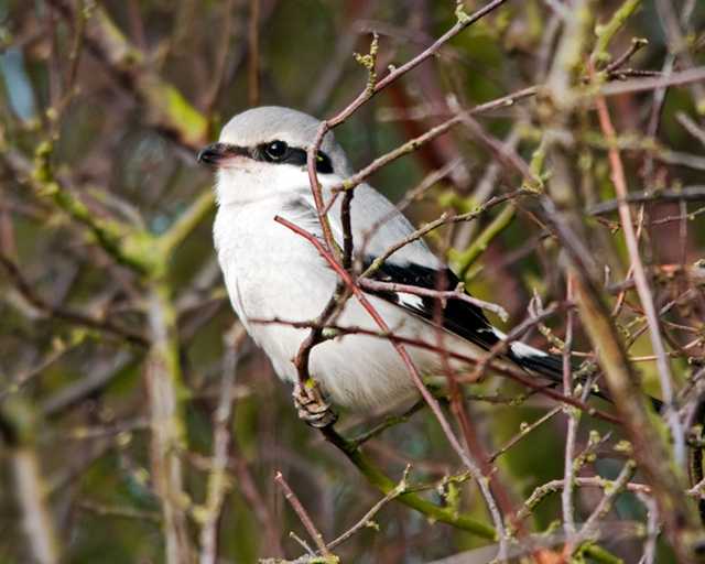 Great Grey Shrike