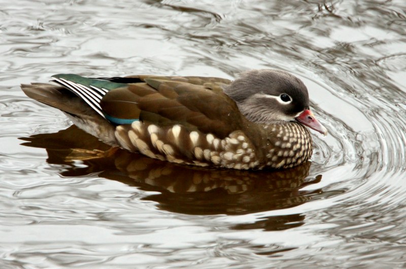 Mandarin