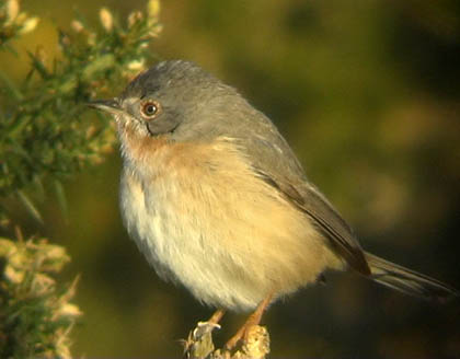 Western Subalpine Warbler