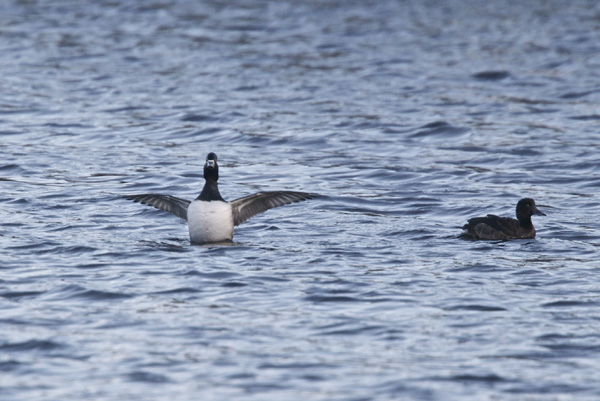 Ring-necked Duck