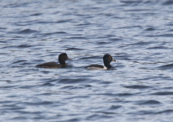 Ring-necked Duck