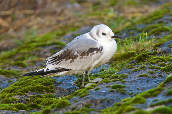 Kittiwake