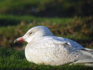 Glaucous Gull