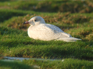 Glaucous Gull