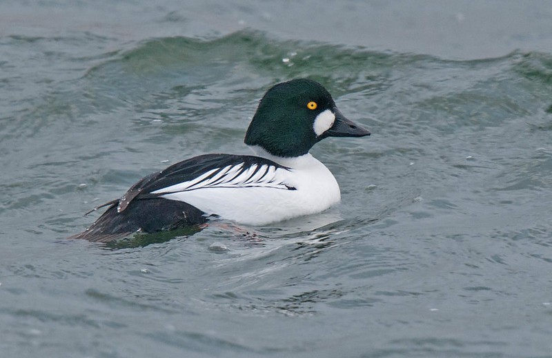 Goldeneye