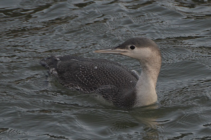 Red-throated Diver