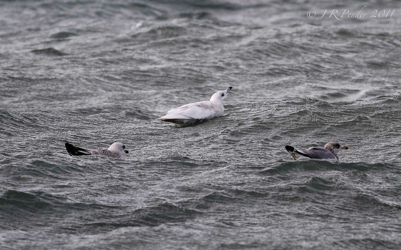 Iceland Gull