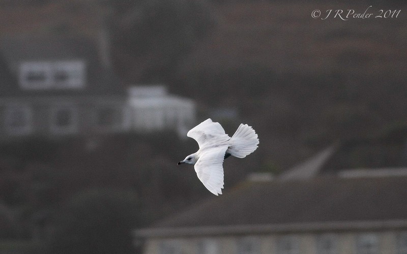 Iceland Gull