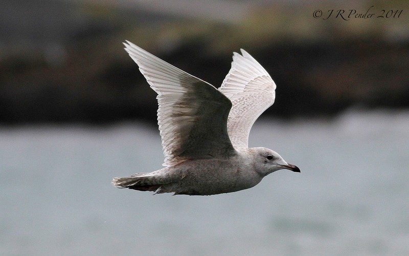 Iceland Gull