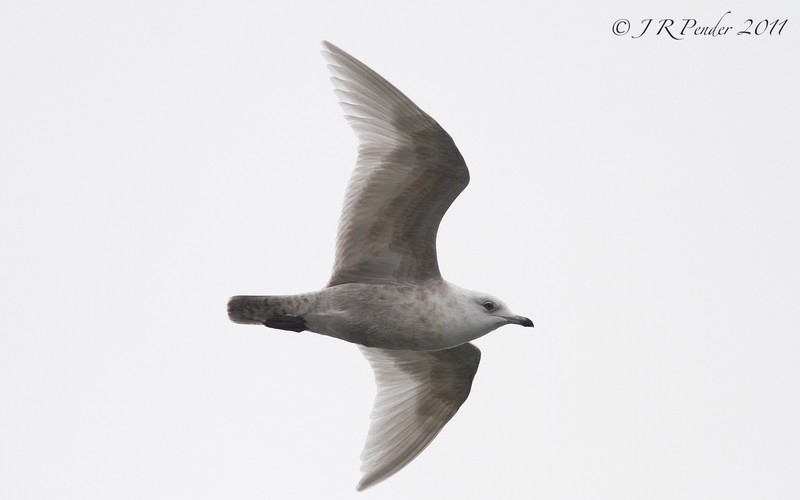 Iceland Gull