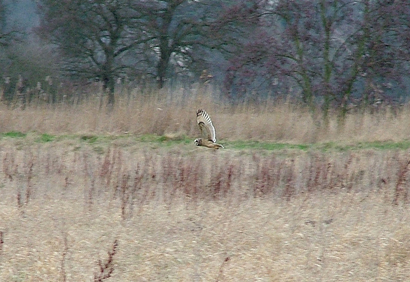 Short-eared Owl
