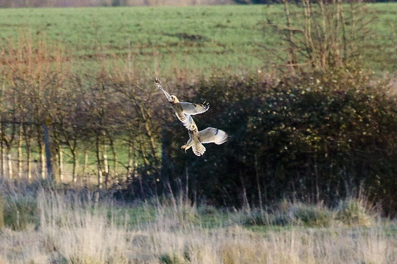 Short-eared Owl