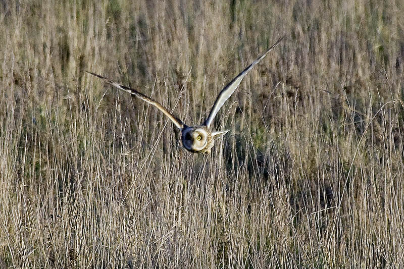 Short-eared Owl