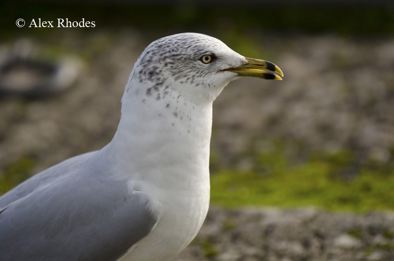 Ring-billed Gull
