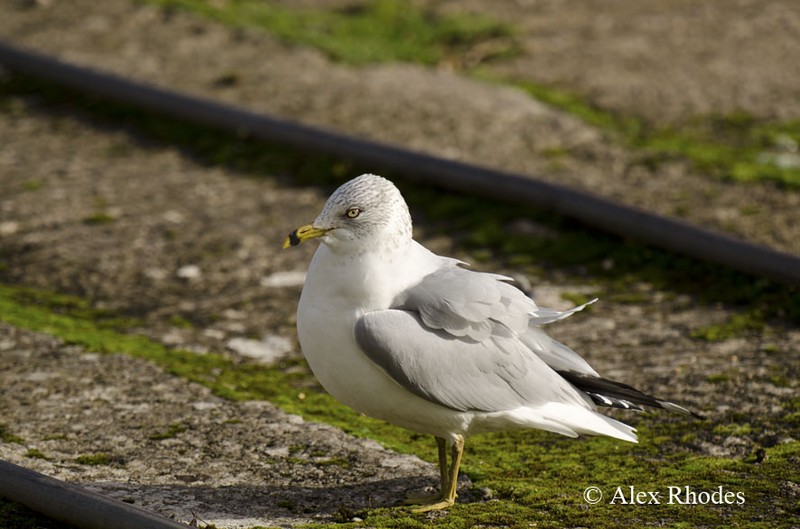 Ring-billed Gull
