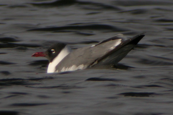 Laughing Gull