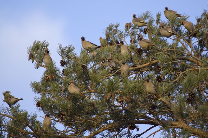 Waxwing