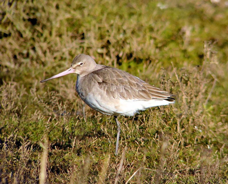 Black-tailed Godwit
