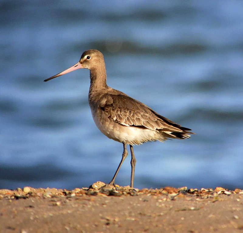 Black-tailed Godwit