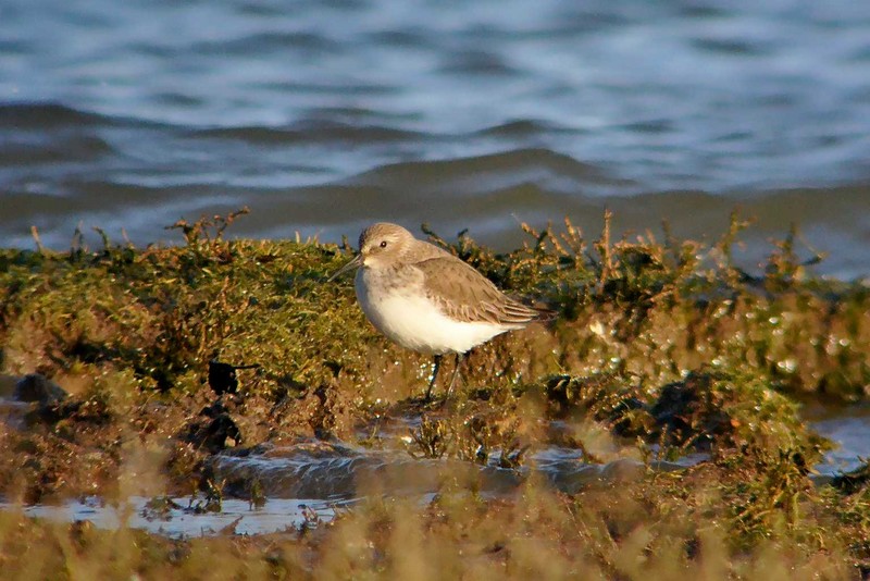 Dunlin