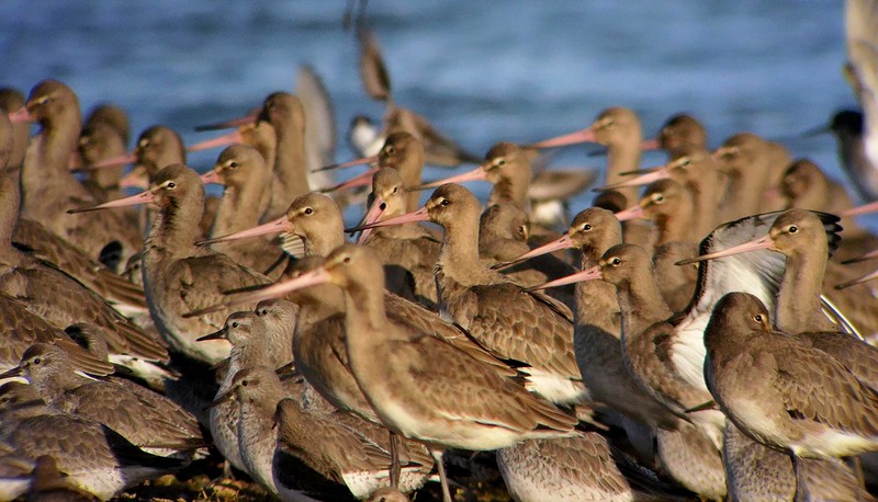 Black-tailed Godwit