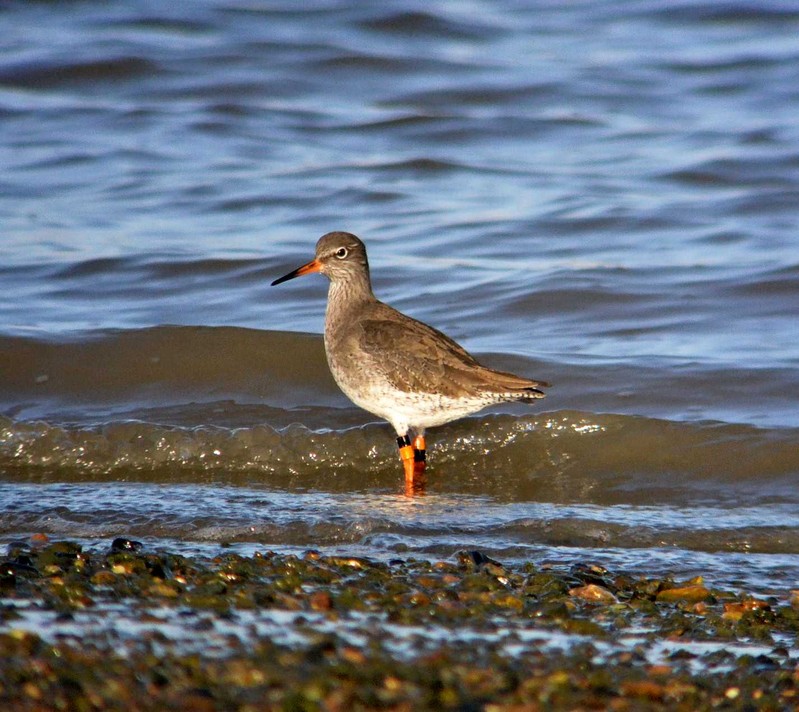 Redshank