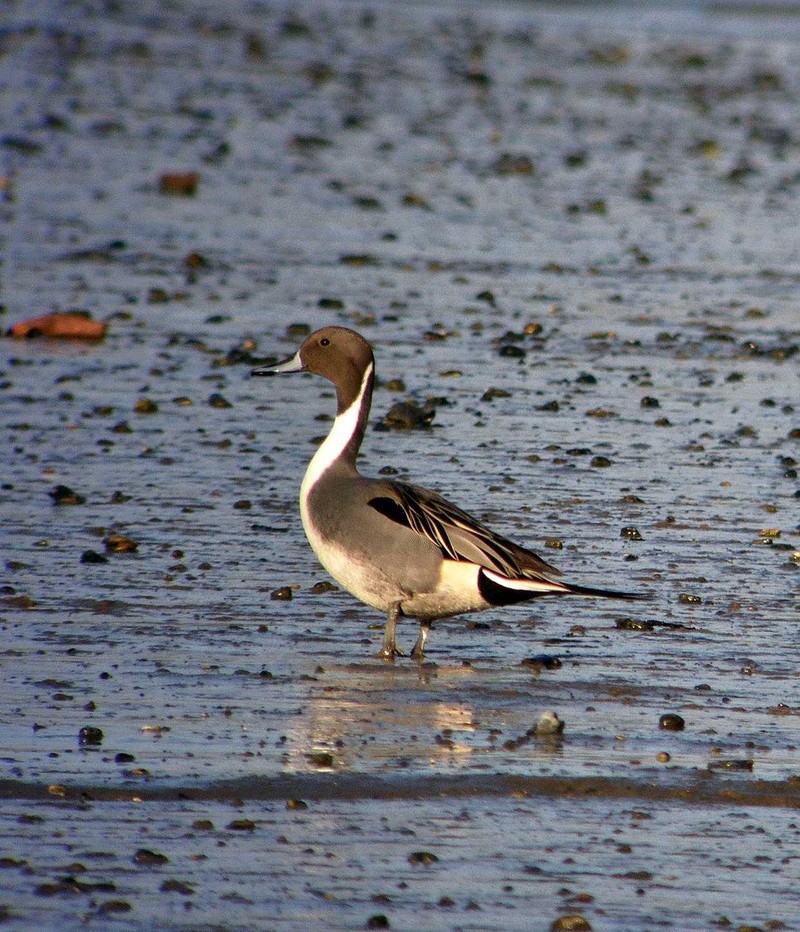 Pintail