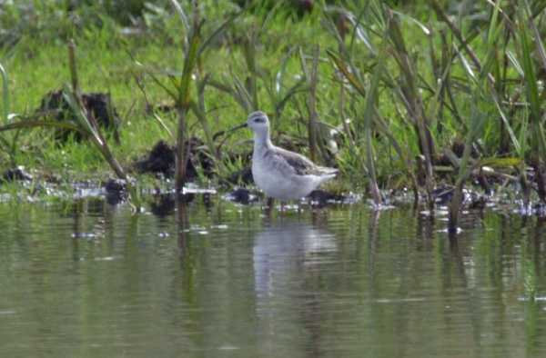 Wilson's Phalarope
