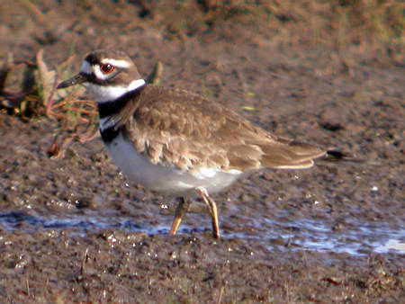 Killdeer