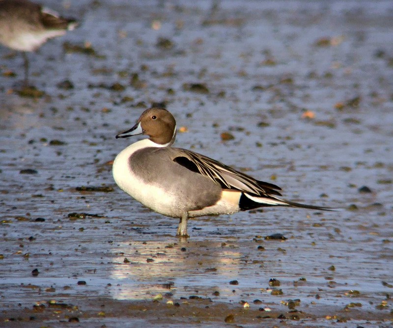 Pintail