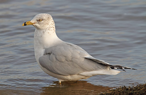 Ring-billed Gull