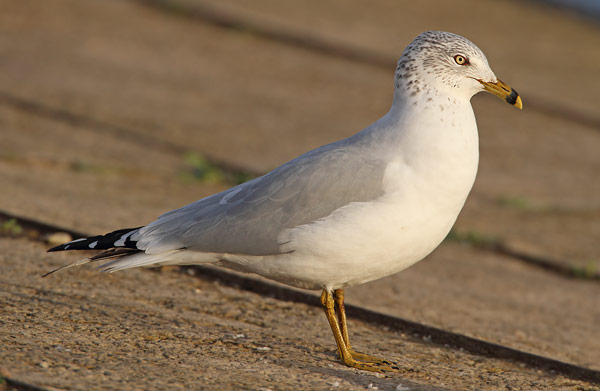 Ring-billed Gull