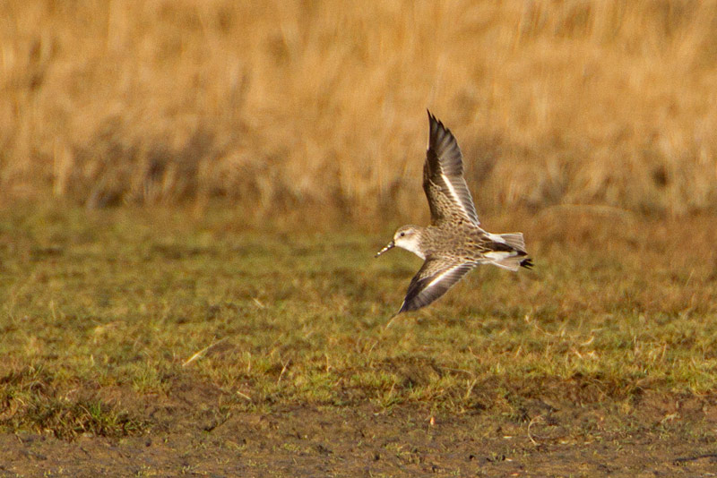 Western Sandpiper