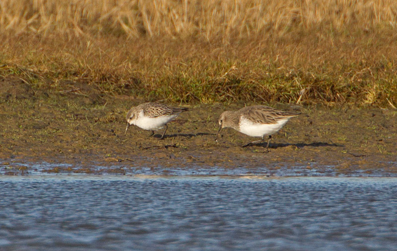 Western Sandpiper