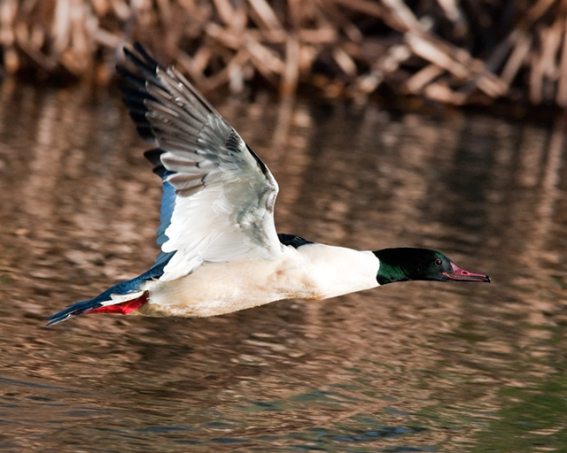 Goosander